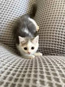 phooko 様のお迎えした子猫