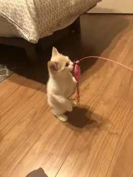 N.T 様のお迎えした子猫