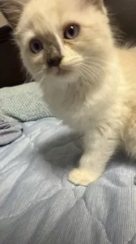T.U 様のお迎えした子猫