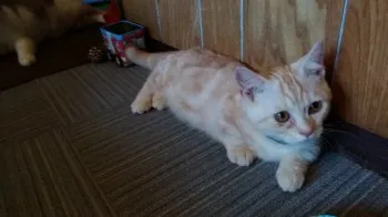 アロハ 様のお迎えした子猫