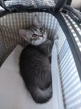 ゆち 様のお迎えした子猫