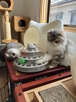 M.U 様のお迎えした子猫