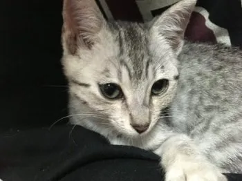 dav 様のお迎えした子猫