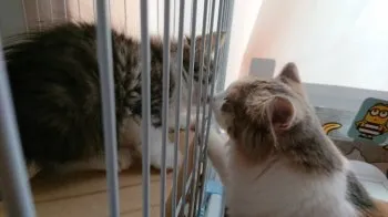 かなた 様のお迎えした子猫