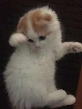 そら&むぎ ママ 様のお迎えした子猫