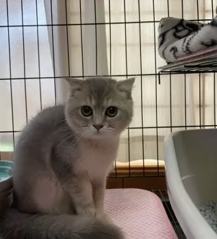 まる 様のお迎えした子猫