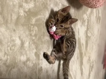 マロロン 様のお迎えした子猫