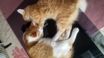 ネコおじさんだべー 様のお迎えした子猫