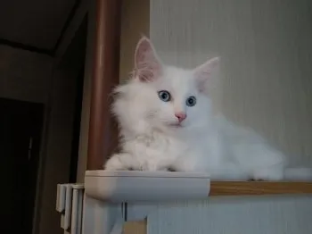 H.I 様のお迎えした子猫