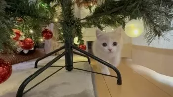 A.S 様のお迎えした子猫