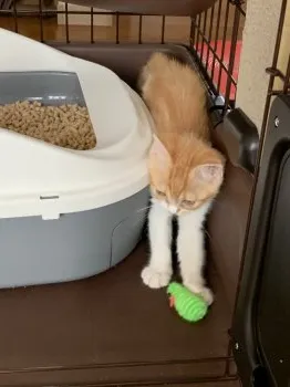 ころ 様のお迎えした子猫