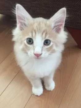 O.Y 様のお迎えした子猫