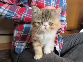 えんぴ 様のお迎えした子猫