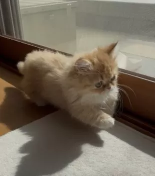 N 様のお迎えした子猫