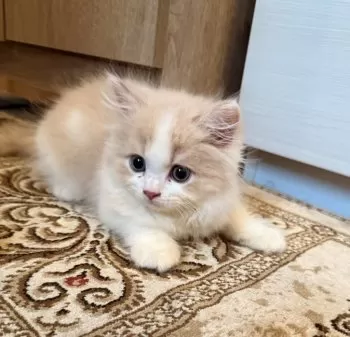 N.M 様のお迎えした子猫
