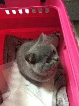 candyのお母さん 様のお迎えした子猫