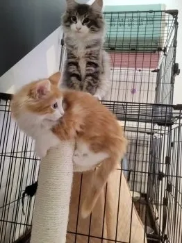 アクアマリン 様のお迎えした子猫
