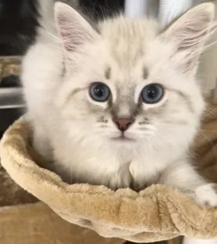 ベガ 様のお迎えした子猫