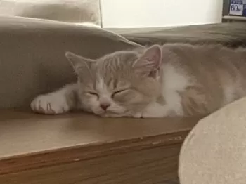 A.S 様のお迎えした子猫