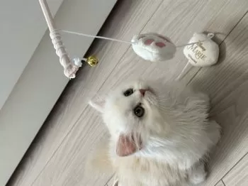 ま 様のお迎えした子猫