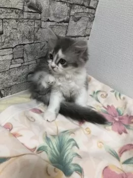 S.Y 様のお迎えした子猫