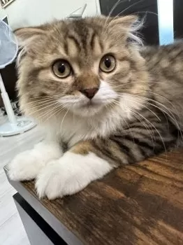 M.Y 様のお迎えした子猫