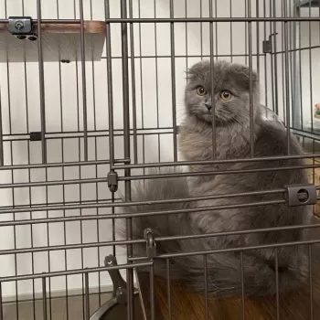 mayu 様のお迎えした子猫