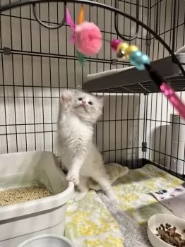 まみ 様のお迎えした子猫