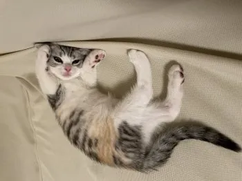 Y.S 様のお迎えした子猫