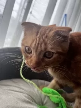 ミィ 様のお迎えした子猫