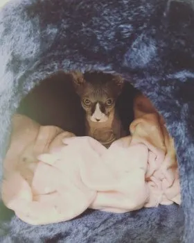 シェリ 様のお迎えした子猫