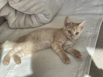 のんみか 様のお迎えした子猫