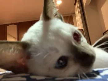 なな 様のお迎えした子猫