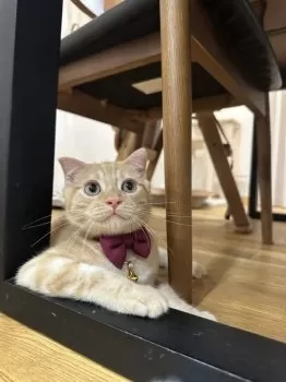 Y.T 様のお迎えした子猫