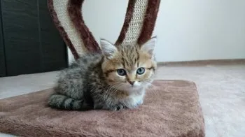 モナパパ 様のお迎えした子猫
