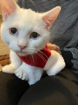 M.M 様のお迎えした子猫
