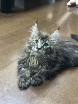 T.Ｉ 様のお迎えした子猫