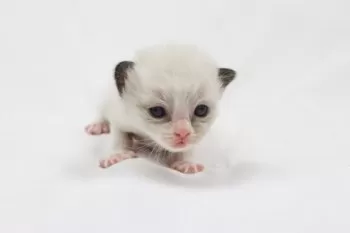 かねこ 様のお迎えした子猫