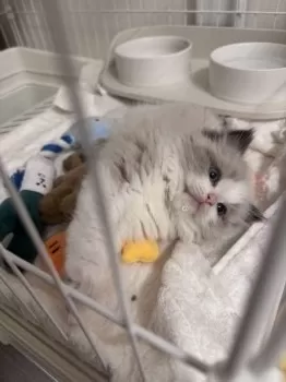 まおたろう 様のお迎えした子猫