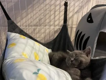 A.N 様のお迎えした子猫