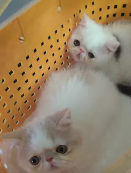 nikox2rin&CPC 様のお迎えした子猫