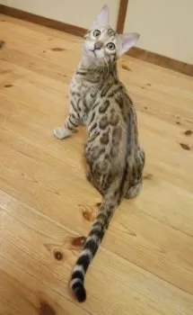 ずっちゃん 様のお迎えした子猫