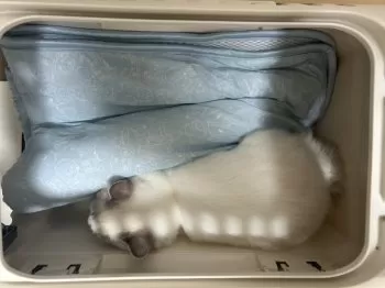 マサキ 様のお迎えした子猫