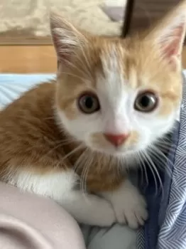 E.S 様のお迎えした子猫