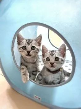 ちーずけーき 様のお迎えした子猫