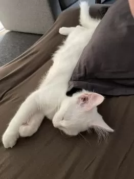 T.M 様のお迎えした子猫