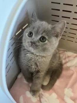 M.K 様のお迎えした子猫