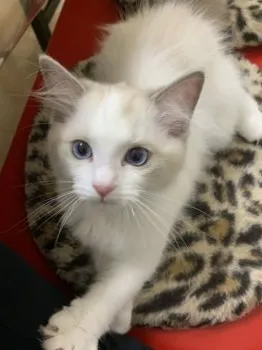 おおしま 様のお迎えした子猫