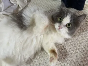 ましゅまろ 様のお迎えした子猫