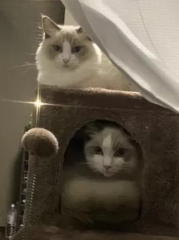 M.T 様のお迎えした子猫